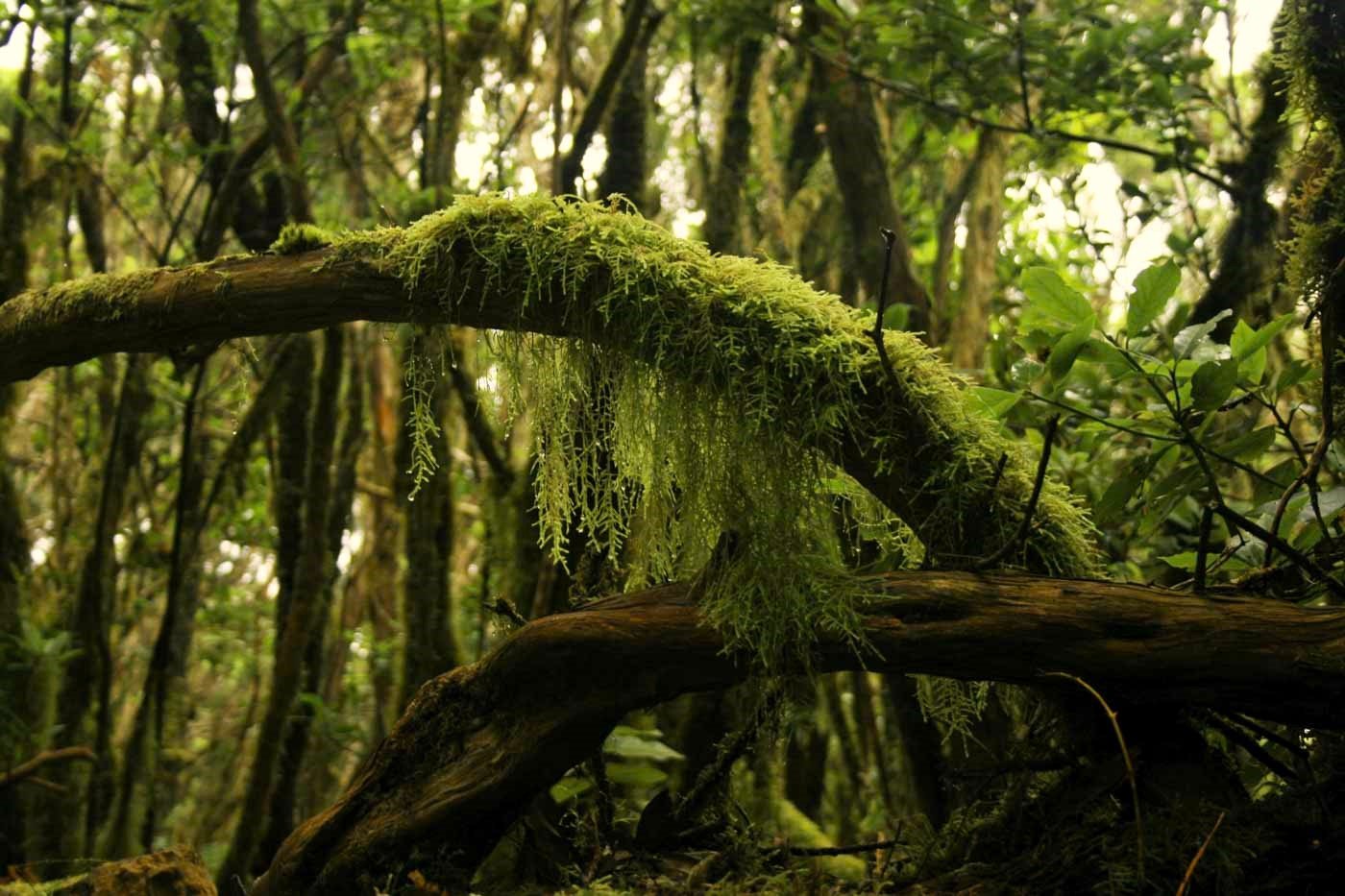 Bosque Encantado de Tenerife Permiso, Rutas y Consejos